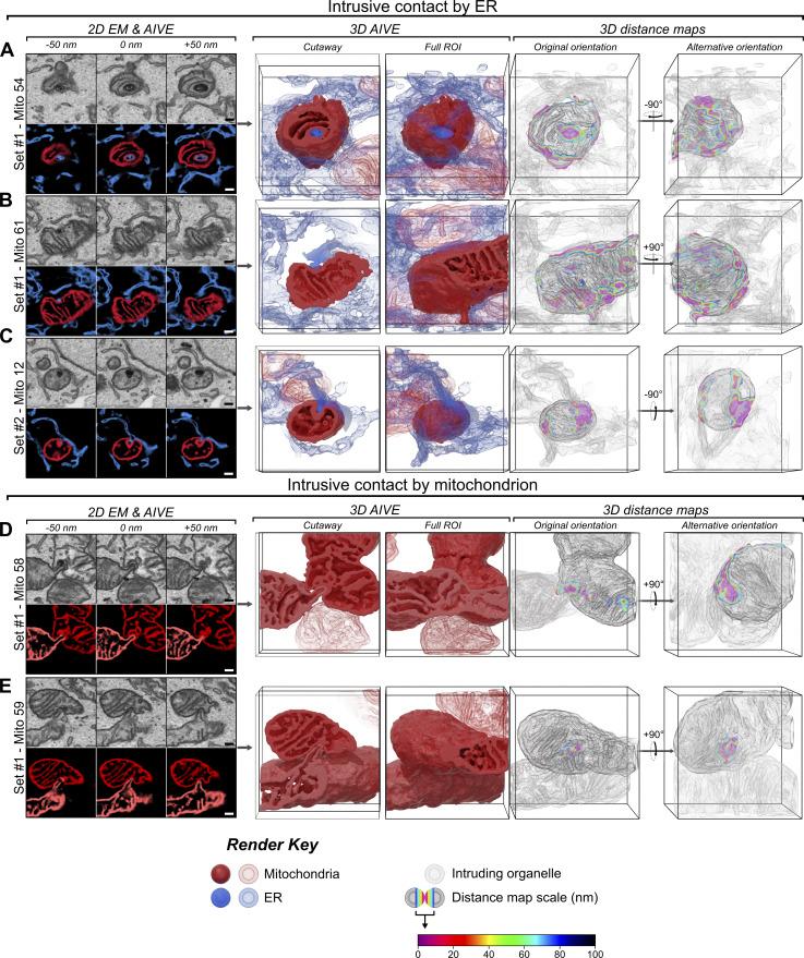 https://cdn.ncbi.nlm.nih.gov/pmc/blobs/5a06/12309365/b3fd93171320/jcb_202411138_figs6.jpg