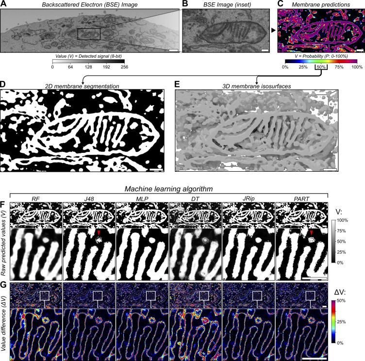 https://cdn.ncbi.nlm.nih.gov/pmc/blobs/5a06/12309365/fc48b786a61f/jcb_202411138_fig1.jpg