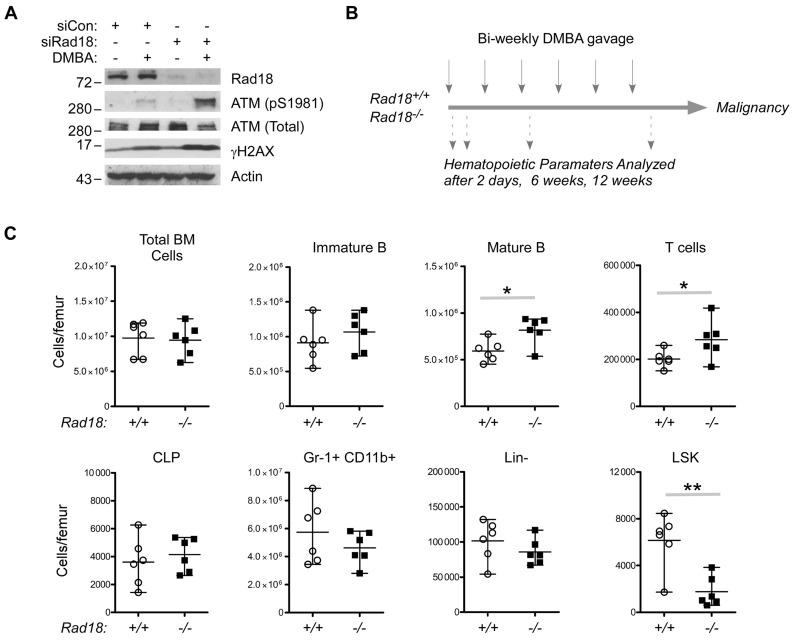 https://cdn.ncbi.nlm.nih.gov/pmc/blobs/5a07/4872084/2117d8698994/gkw072fig4.jpg