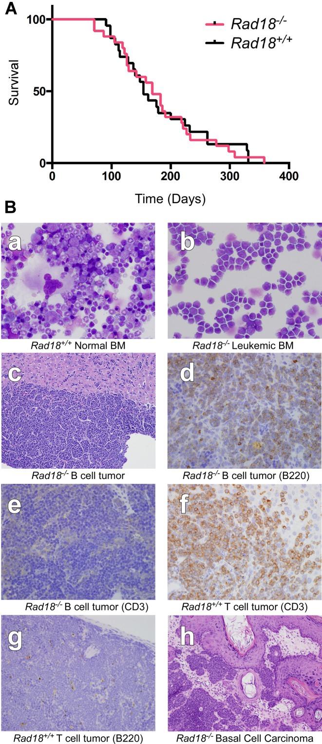 https://cdn.ncbi.nlm.nih.gov/pmc/blobs/5a07/4872084/e6be2d358d5a/gkw072fig6.jpg