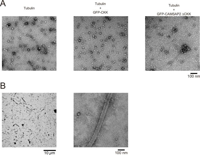 https://cdn.ncbi.nlm.nih.gov/pmc/blobs/5a0a/9239687/1e3506a6e7d0/elife-77365-fig6-figsupp3.jpg