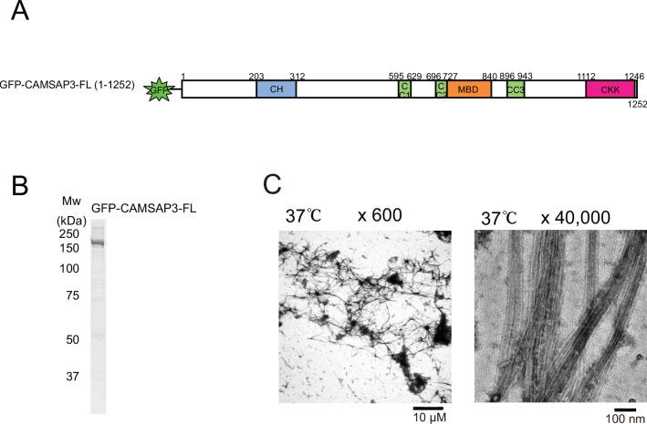 https://cdn.ncbi.nlm.nih.gov/pmc/blobs/5a0a/9239687/21ff5c29328a/elife-77365-fig5-figsupp1.jpg