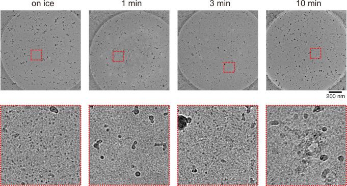 https://cdn.ncbi.nlm.nih.gov/pmc/blobs/5a0a/9239687/2443f5d547f3/elife-77365-fig5-figsupp3.jpg