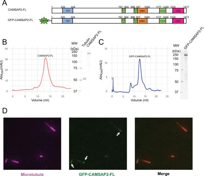 https://cdn.ncbi.nlm.nih.gov/pmc/blobs/5a0a/9239687/372794229b86/elife-77365-fig1.jpg