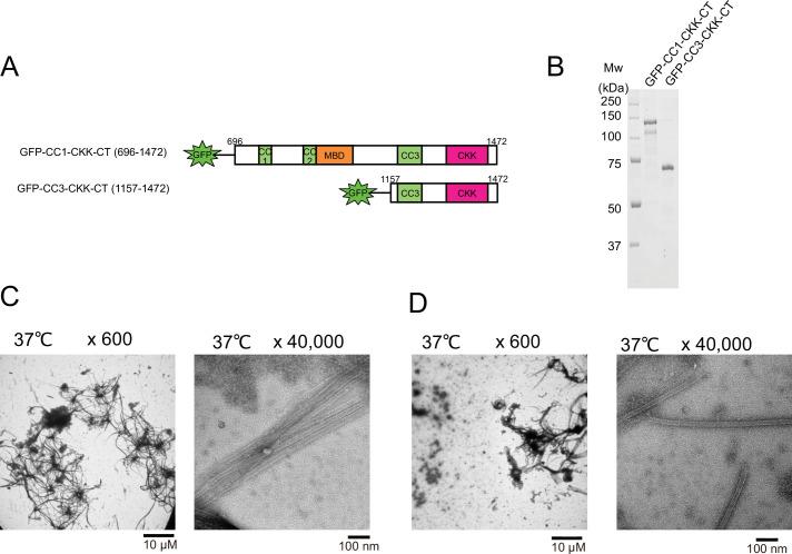 https://cdn.ncbi.nlm.nih.gov/pmc/blobs/5a0a/9239687/3f56097f68ba/elife-77365-fig6-figsupp2.jpg