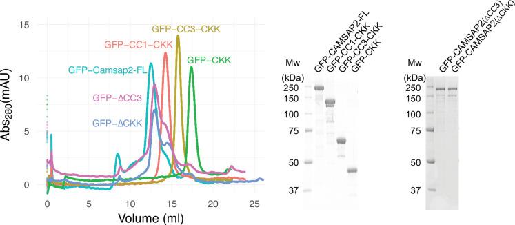 https://cdn.ncbi.nlm.nih.gov/pmc/blobs/5a0a/9239687/467bbe9275ab/elife-77365-fig6-figsupp1.jpg