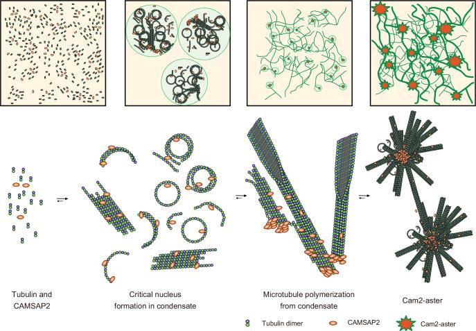 https://cdn.ncbi.nlm.nih.gov/pmc/blobs/5a0a/9239687/6b5e1ab35e6b/elife-77365-fig9.jpg