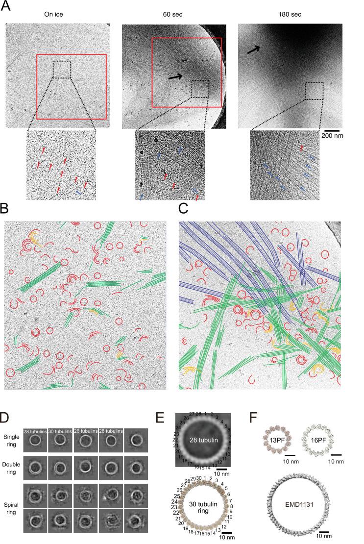 https://cdn.ncbi.nlm.nih.gov/pmc/blobs/5a0a/9239687/6d372ce27df9/elife-77365-fig8.jpg
