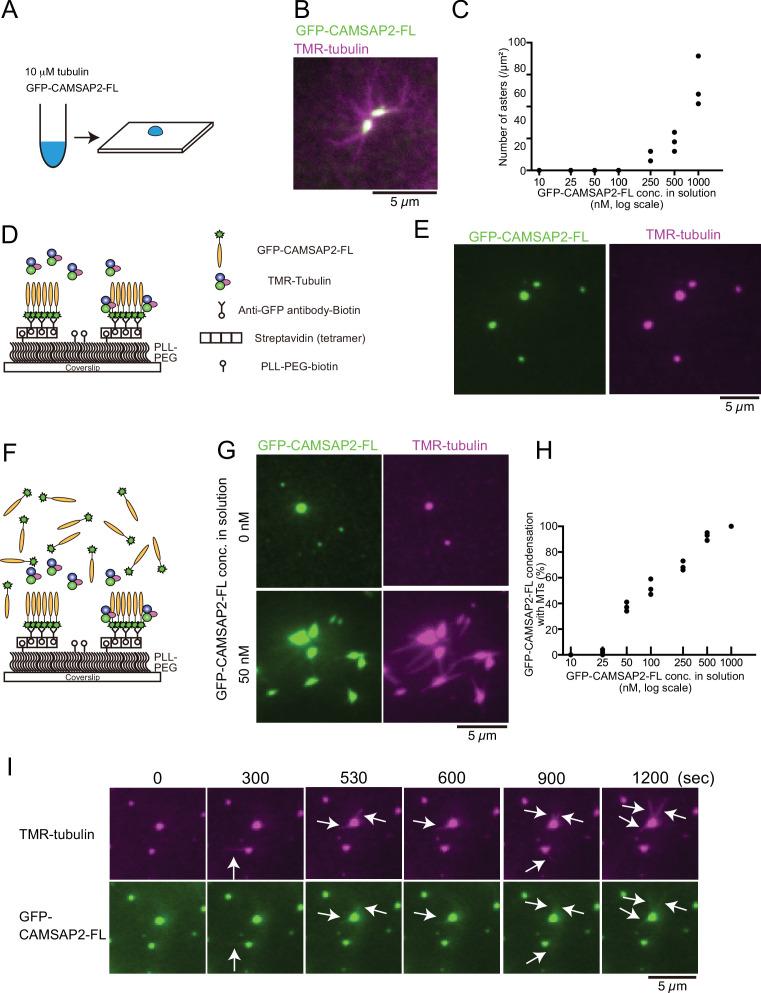 https://cdn.ncbi.nlm.nih.gov/pmc/blobs/5a0a/9239687/9c403d37613c/elife-77365-fig4.jpg