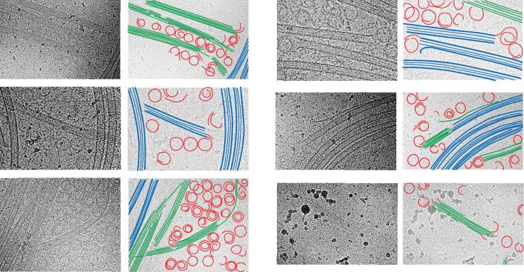 https://cdn.ncbi.nlm.nih.gov/pmc/blobs/5a0a/9239687/b1d4f1efe3fe/elife-77365-fig8-figsupp3.jpg