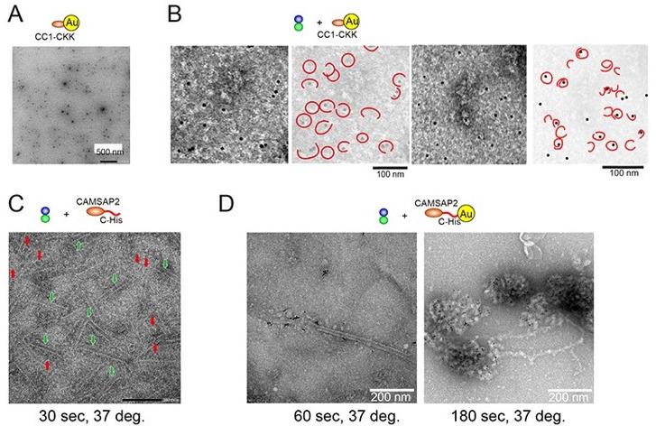 https://cdn.ncbi.nlm.nih.gov/pmc/blobs/5a0a/9239687/b39e32f7ef4e/elife-77365-sa2-fig1.jpg