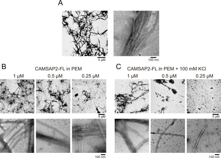 https://cdn.ncbi.nlm.nih.gov/pmc/blobs/5a0a/9239687/cbba468644a5/elife-77365-fig5-figsupp2.jpg