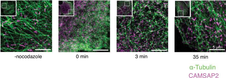 https://cdn.ncbi.nlm.nih.gov/pmc/blobs/5a0a/9239687/ec8ef4149a82/elife-77365-fig4-figsupp1.jpg