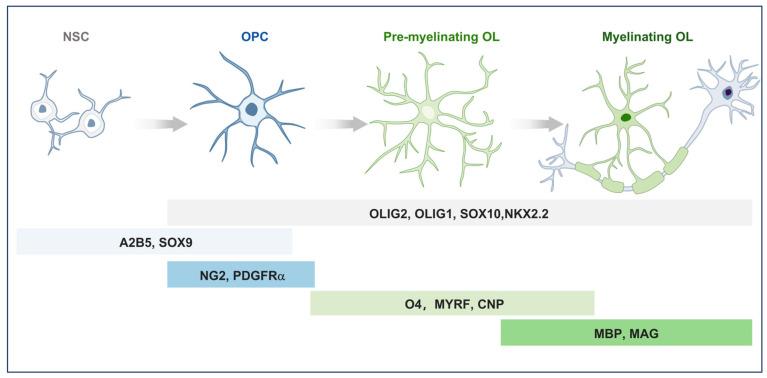 https://cdn.ncbi.nlm.nih.gov/pmc/blobs/5a0f/12348010/22bd95ef776a/ijms-26-07336-g001.jpg
