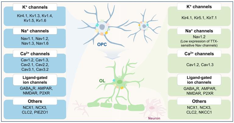 https://cdn.ncbi.nlm.nih.gov/pmc/blobs/5a0f/12348010/4f6189dd8f8a/ijms-26-07336-g002.jpg