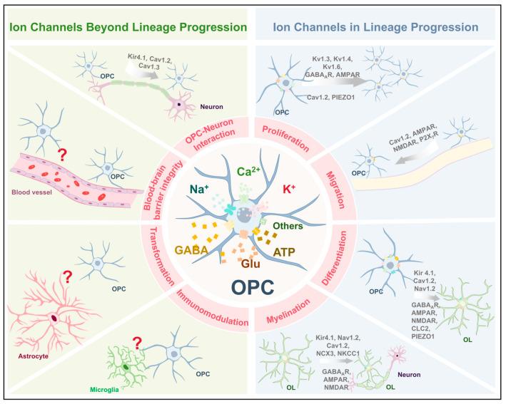 https://cdn.ncbi.nlm.nih.gov/pmc/blobs/5a0f/12348010/6a0332a9b971/ijms-26-07336-g003.jpg