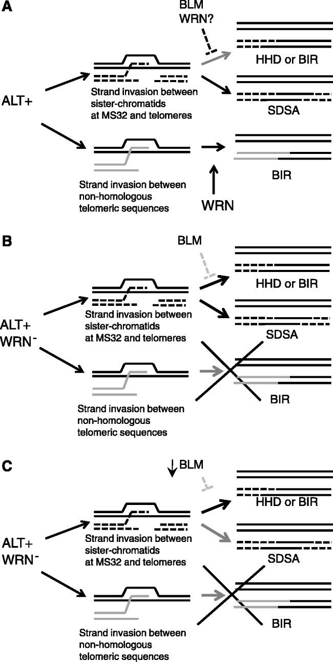 https://cdn.ncbi.nlm.nih.gov/pmc/blobs/5a12/3510502/2719a238bac9/gks862f5p.jpg