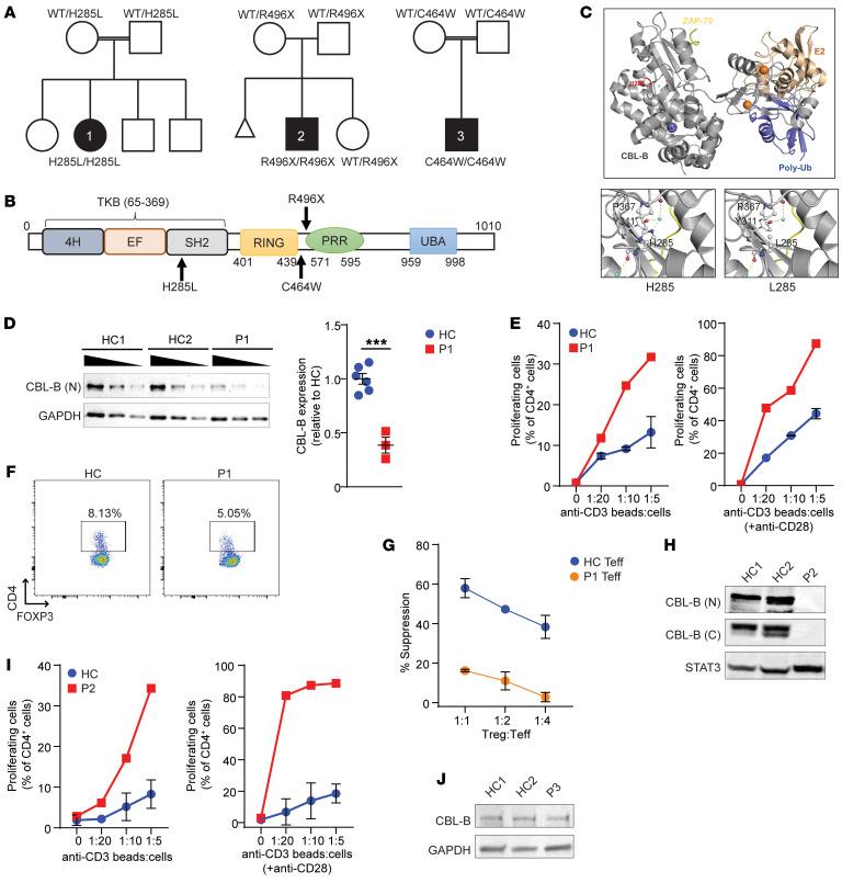 https://cdn.ncbi.nlm.nih.gov/pmc/blobs/5a13/9566886/1309d261d252/jci-132-154487-g096.jpg