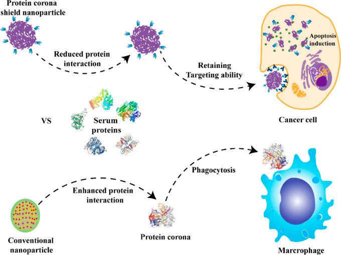 https://cdn.ncbi.nlm.nih.gov/pmc/blobs/5a14/10499358/bad34c605d2a/fbioe-11-1254861-g005.jpg