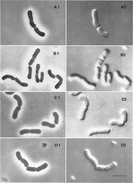 https://cdn.ncbi.nlm.nih.gov/pmc/blobs/5a15/315245/69f9f98642dc/jbacter00589-0395-a.jpg