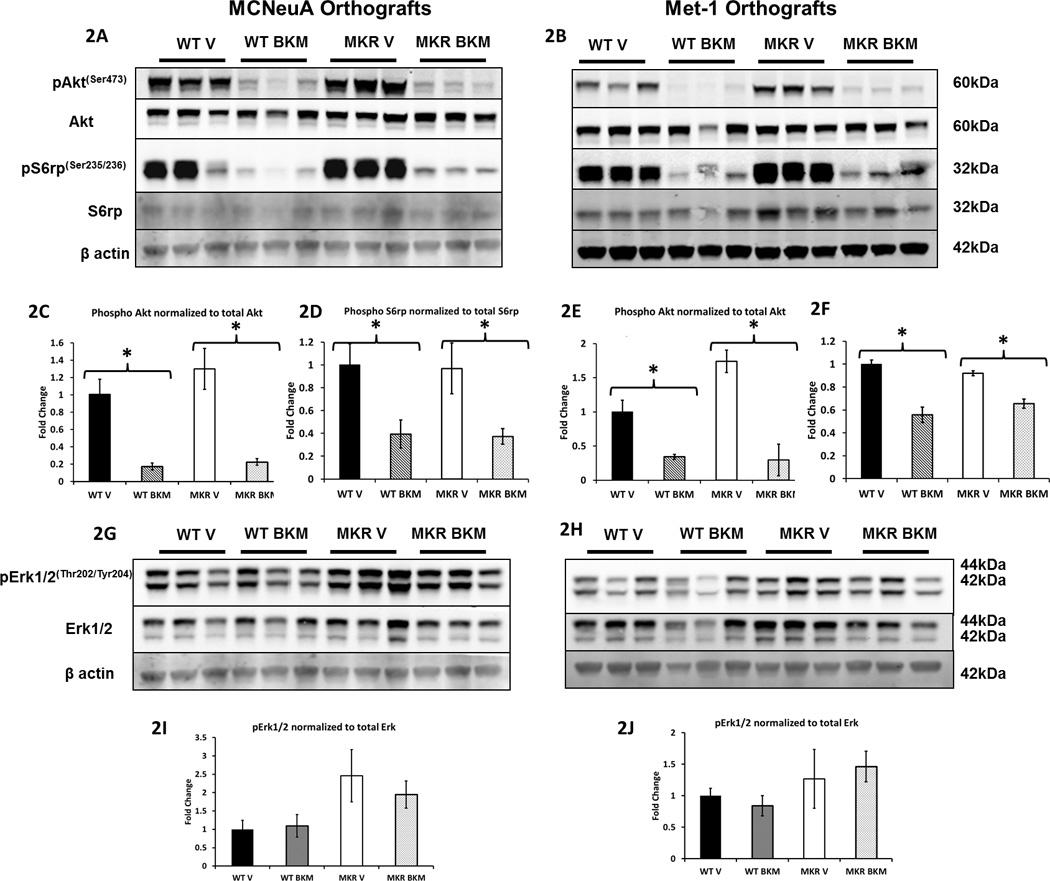 https://cdn.ncbi.nlm.nih.gov/pmc/blobs/5a15/3275680/7c5348c4146a/nihms328215f2.jpg