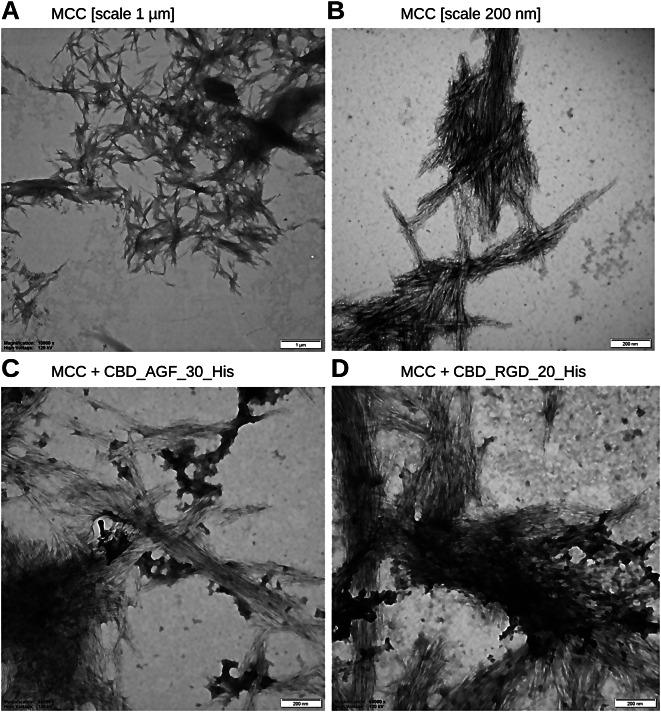 https://cdn.ncbi.nlm.nih.gov/pmc/blobs/5a18/10938831/ba6c171dedcd/12934_2024_2344_Fig4_HTML.jpg