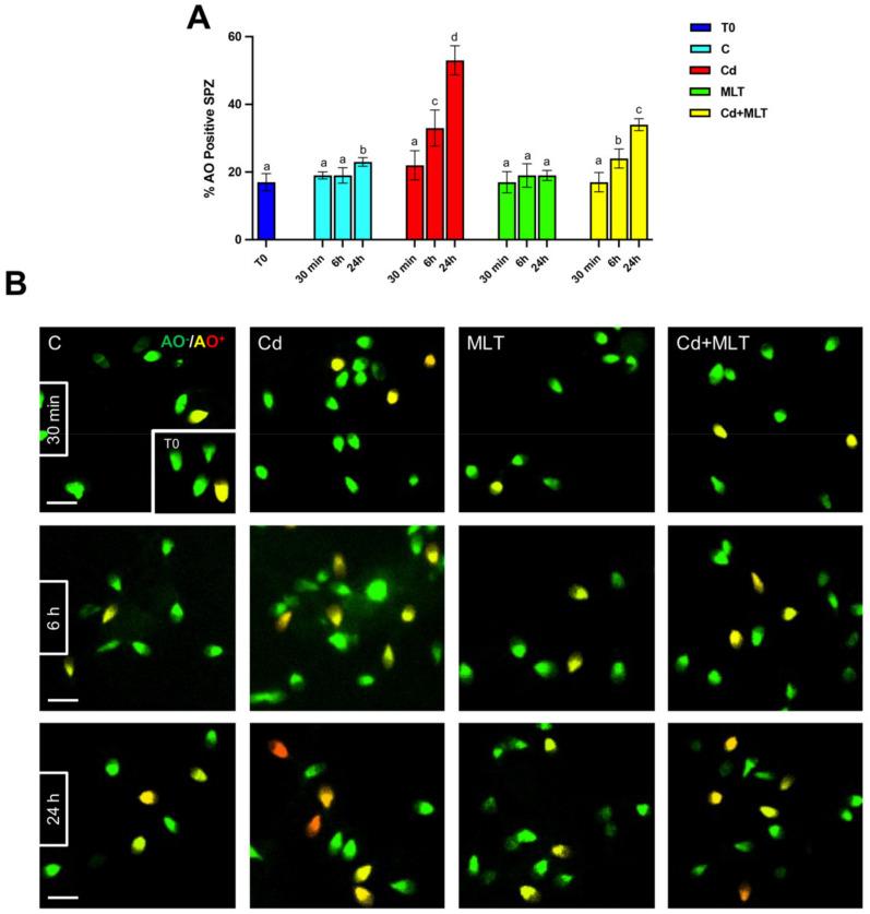 https://cdn.ncbi.nlm.nih.gov/pmc/blobs/5a18/9100642/a253c40dde79/ijms-23-05128-g002.jpg