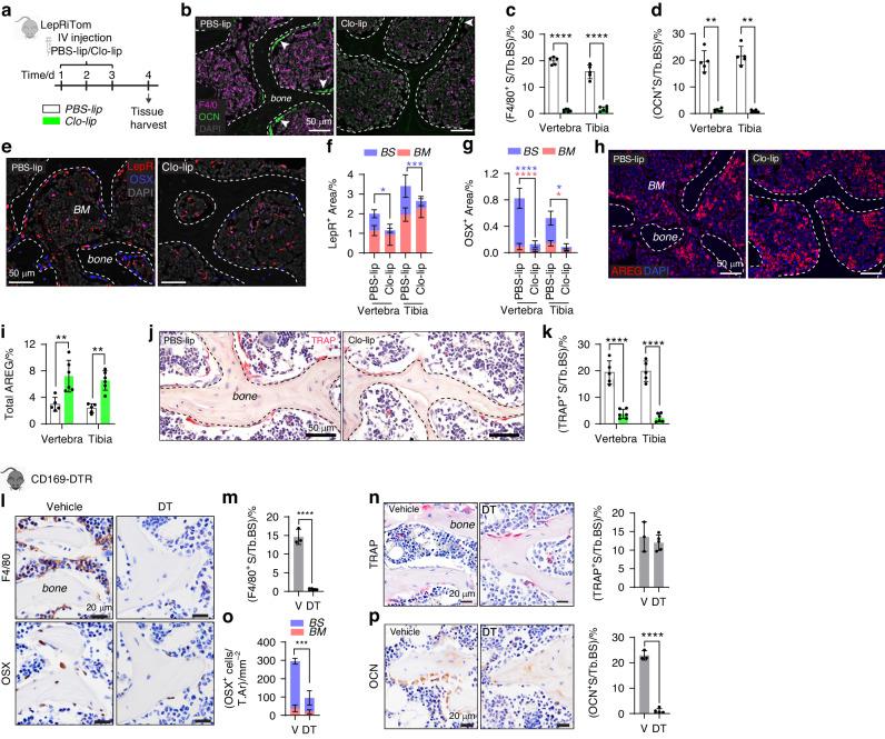 https://cdn.ncbi.nlm.nih.gov/pmc/blobs/5a1b/11300627/a553eee14b02/41413_2024_341_Fig7_HTML.jpg