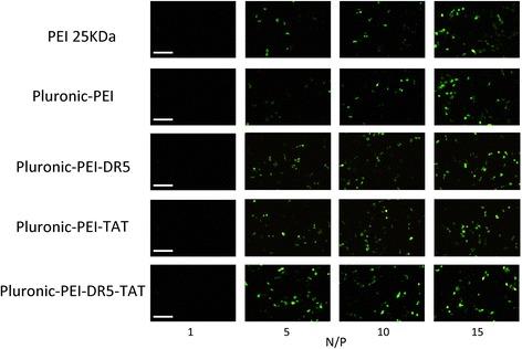 https://cdn.ncbi.nlm.nih.gov/pmc/blobs/5a20/4773318/6010ccfae0d1/11671_2016_1337_Fig8_HTML.jpg