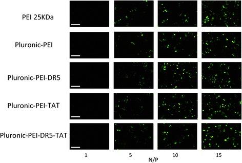 https://cdn.ncbi.nlm.nih.gov/pmc/blobs/5a20/4773318/6e16a82e573d/11671_2016_1337_Fig9_HTML.jpg