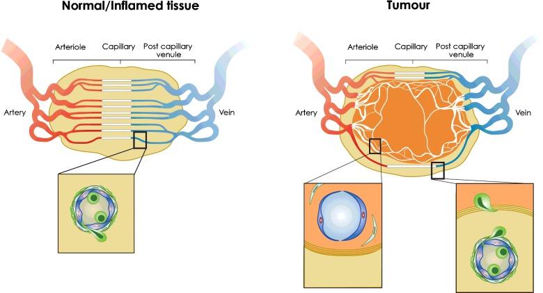 https://cdn.ncbi.nlm.nih.gov/pmc/blobs/5a20/5264496/a71d6e14f14f/bst0440377fig3.jpg