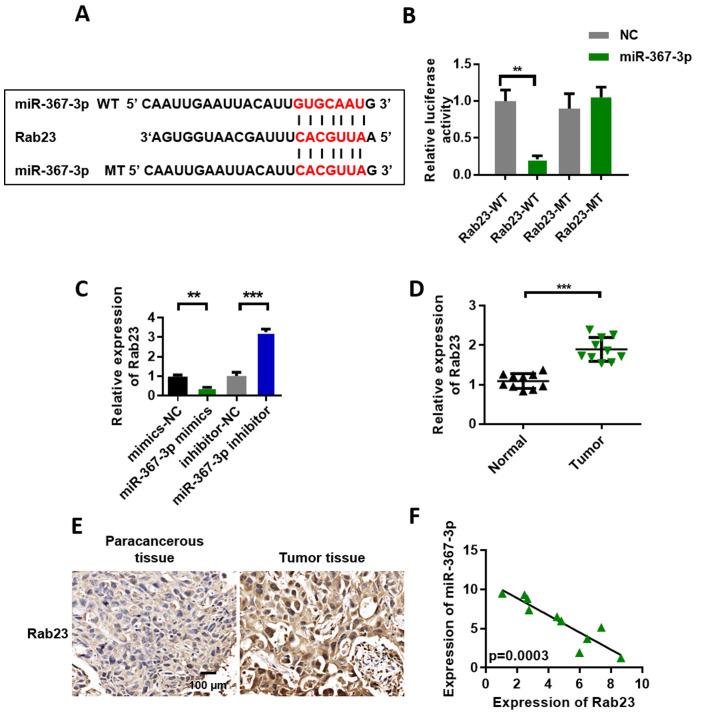 https://cdn.ncbi.nlm.nih.gov/pmc/blobs/5a21/8299014/535abefb0435/or-46-03-8143-g03.jpg