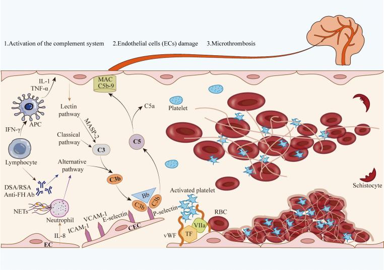 https://cdn.ncbi.nlm.nih.gov/pmc/blobs/5a23/11358180/6313d5b4383c/277_2024_5798_Fig1_HTML.jpg