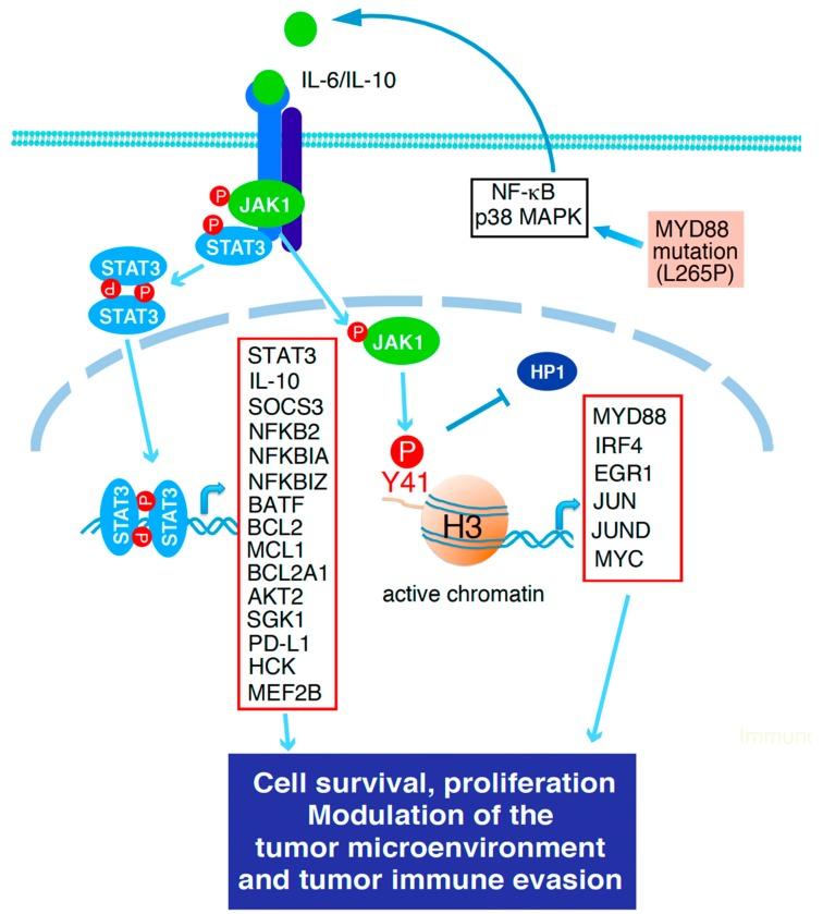 https://cdn.ncbi.nlm.nih.gov/pmc/blobs/5a27/7016717/f065dc6d2eeb/cancers-12-00019-g002.jpg