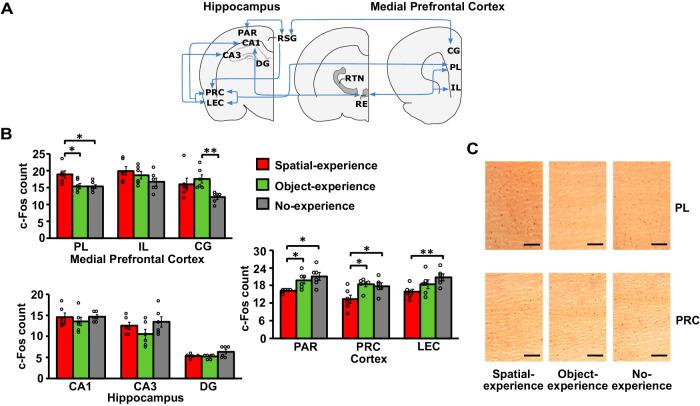 https://cdn.ncbi.nlm.nih.gov/pmc/blobs/5a28/10954687/26aa6d29c4be/41467_2024_46734_Fig2_HTML.jpg
