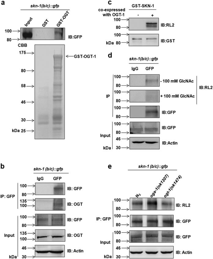 https://cdn.ncbi.nlm.nih.gov/pmc/blobs/5a2d/5341102/50b096198baa/srep43601-f2.jpg