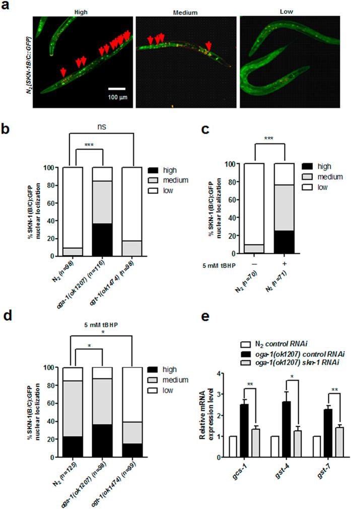 https://cdn.ncbi.nlm.nih.gov/pmc/blobs/5a2d/5341102/788162ac6e46/srep43601-f1.jpg