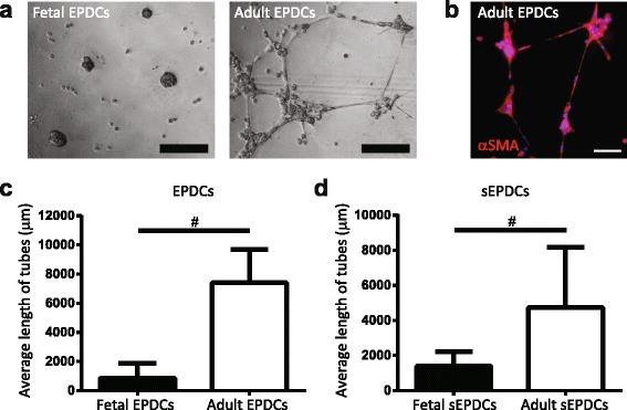 https://cdn.ncbi.nlm.nih.gov/pmc/blobs/5a35/5129650/18ec7fe1d057/13287_2016_434_Fig5_HTML.jpg