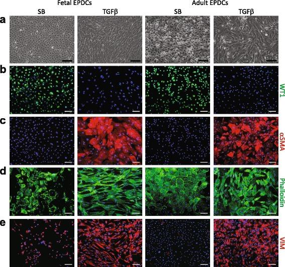 https://cdn.ncbi.nlm.nih.gov/pmc/blobs/5a35/5129650/66faa77aeb65/13287_2016_434_Fig3_HTML.jpg