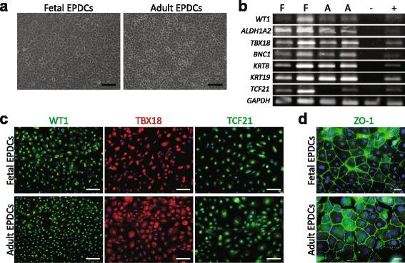 https://cdn.ncbi.nlm.nih.gov/pmc/blobs/5a35/5129650/997778c5f701/13287_2016_434_Fig1_HTML.jpg