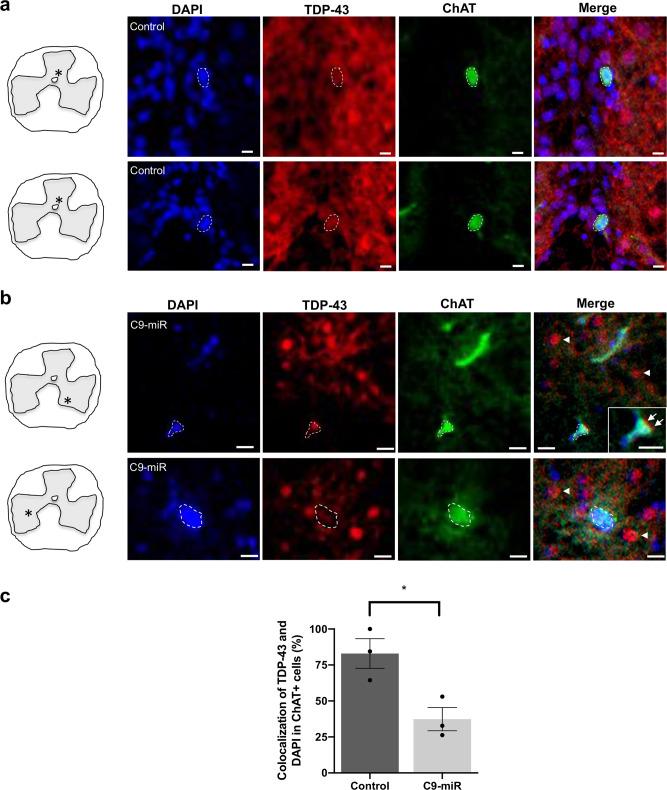 https://cdn.ncbi.nlm.nih.gov/pmc/blobs/5a39/8233344/55cbb7ae51e6/42003_2021_2302_Fig6_HTML.jpg