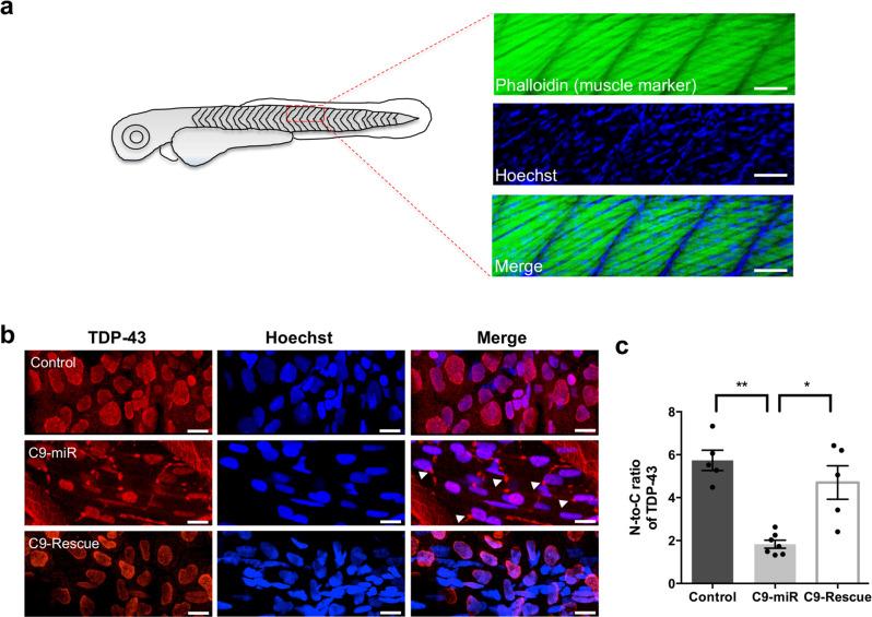 https://cdn.ncbi.nlm.nih.gov/pmc/blobs/5a39/8233344/ece8f36ec387/42003_2021_2302_Fig4_HTML.jpg