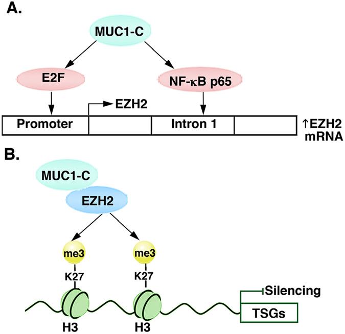 https://cdn.ncbi.nlm.nih.gov/pmc/blobs/5a3e/5547076/a69200973dfe/41598_2017_7850_Fig8_HTML.jpg