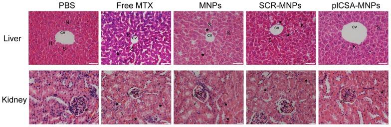 https://cdn.ncbi.nlm.nih.gov/pmc/blobs/5a3e/5957008/baee0846b2be/thnov08p2765g009.jpg