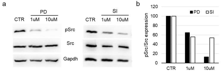 https://cdn.ncbi.nlm.nih.gov/pmc/blobs/5a3f/12195707/789934e48dd4/pharmaceutics-17-00704-g005.jpg