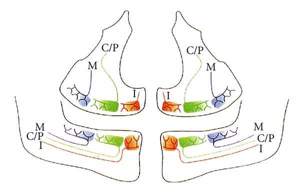 https://cdn.ncbi.nlm.nih.gov/pmc/blobs/5a40/3477661/5155dd963bc7/CRIM.DENTISTRY2012-693240.001.jpg