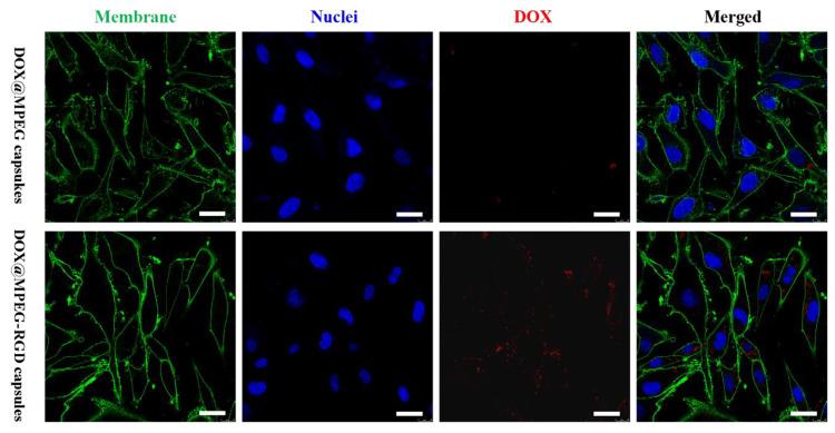 https://cdn.ncbi.nlm.nih.gov/pmc/blobs/5a41/7285215/9b2172aa6bf7/polymers-12-01124-g007.jpg