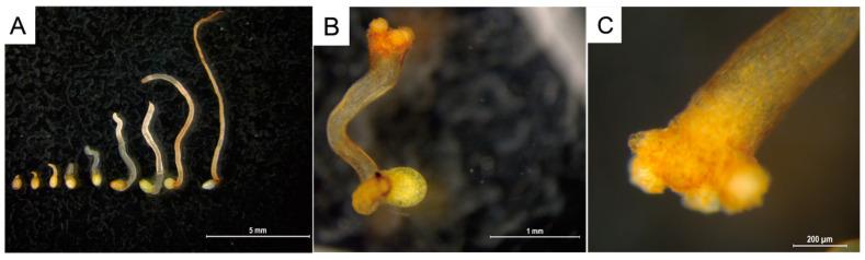 https://cdn.ncbi.nlm.nih.gov/pmc/blobs/5a45/11989357/a119feef7975/ijms-26-03300-g004.jpg