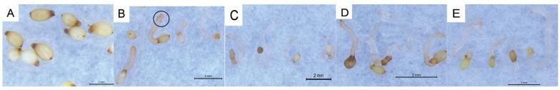 https://cdn.ncbi.nlm.nih.gov/pmc/blobs/5a45/11989357/fc28a019c50f/ijms-26-03300-g007.jpg