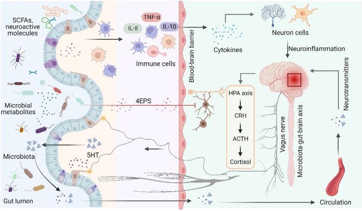 https://cdn.ncbi.nlm.nih.gov/pmc/blobs/5a48/10830735/684a8e7d66c7/12272_2023_1484_Fig2_HTML.jpg